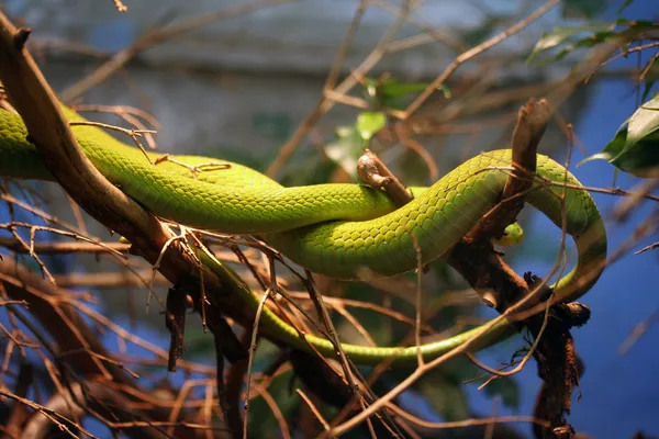 緑色のマンバ — ストック写真
