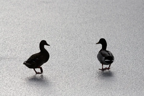 Enten auf einem gefrorenen See — Stockfoto