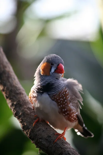 Vacker fågel på en gren — Stockfoto
