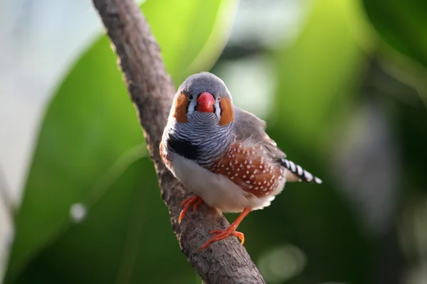 Bellissimo uccello su un ramo — Foto Stock