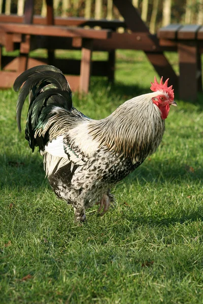 Rooster in action — Stock Photo, Image