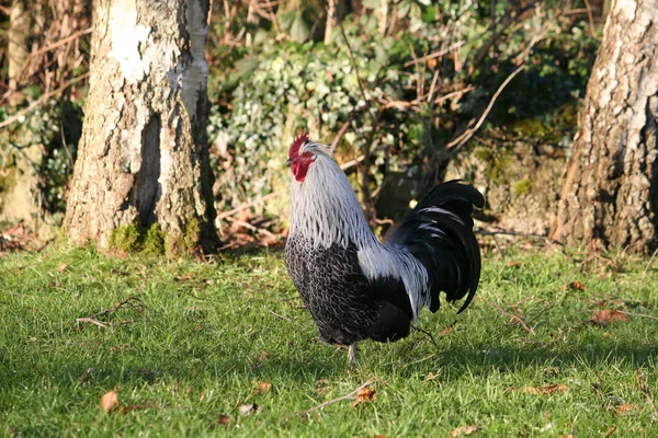 stock image Rooster in action