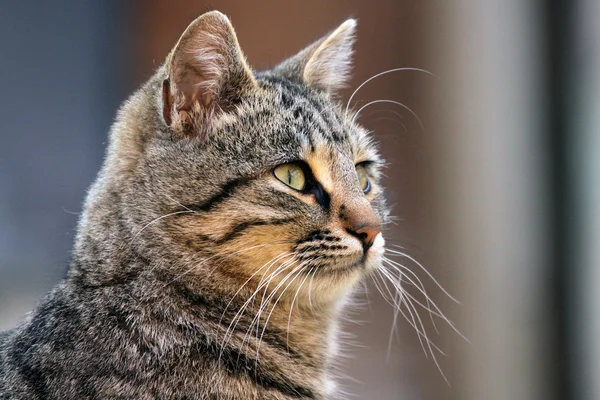 stock image Cat portrait