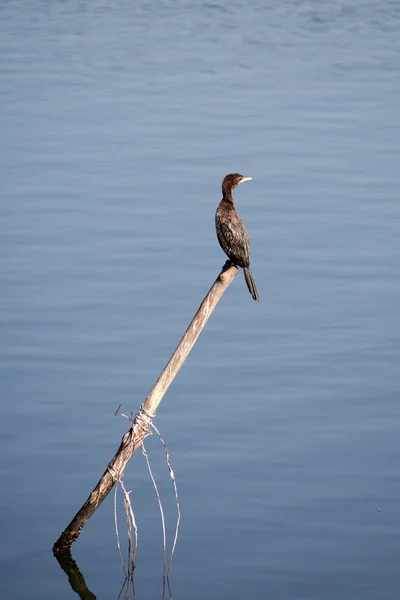 Un pájaro garza sentado en una rama sobre el agua —  Fotos de Stock
