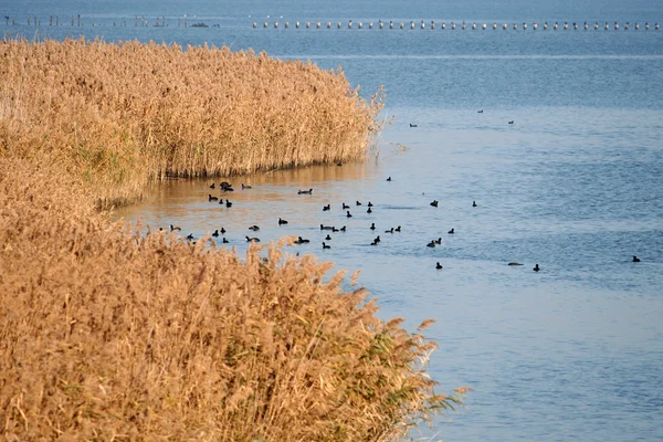 Muchos patos salvajes en el agua — Foto de Stock