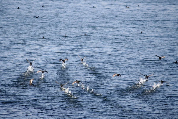 许多野生鸭子在水中 — 图库照片
