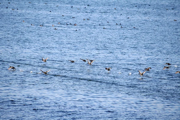 Muchos patos salvajes en el agua —  Fotos de Stock
