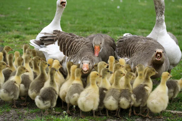 Little ducks — Stock Photo, Image