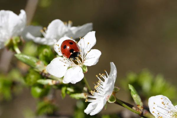 てんとう虫と桜の花 — ストック写真