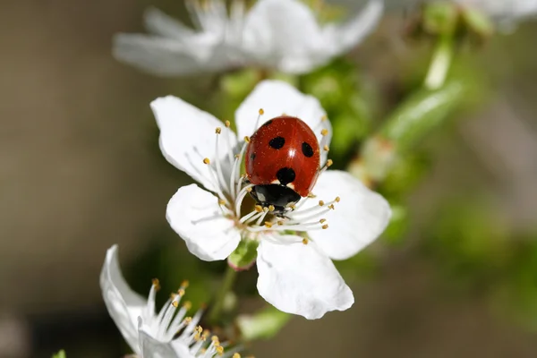 stock image Cherry flower with ladybug