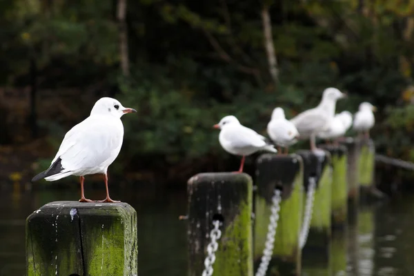 Seagulls sitting on a stump — Stock Photo, Image