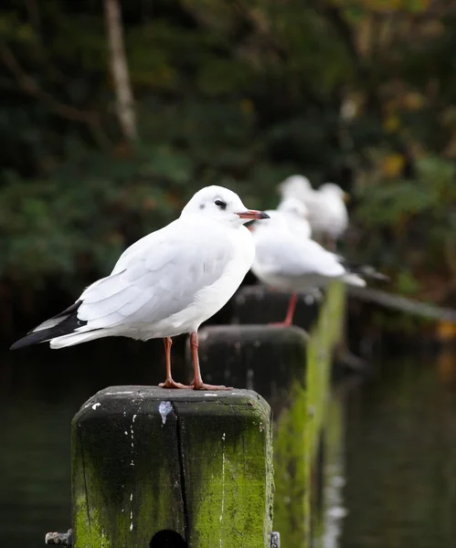 Seagulls sitting on a stump — Stock Photo, Image