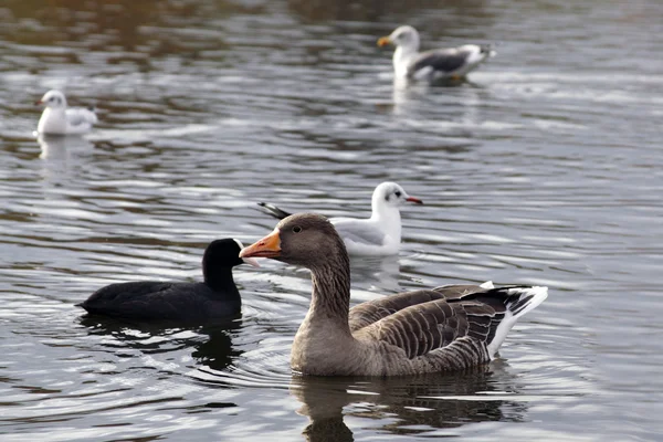 stock image Different species of birds at Lake in Hyde park, London