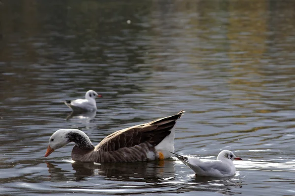 Diferentes especies de aves en el lago en Hyde park, Londres — Foto de Stock