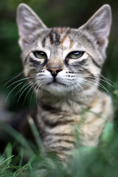 Молодий кіт на траві — стокове фото