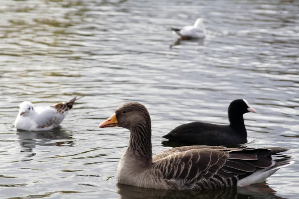 Verschiedene Vogelarten am See im Hyde Park, London — Stockfoto