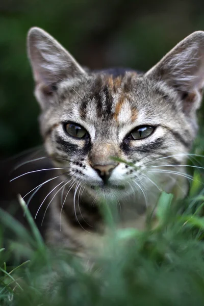 Jovem gato na grama — Fotografia de Stock