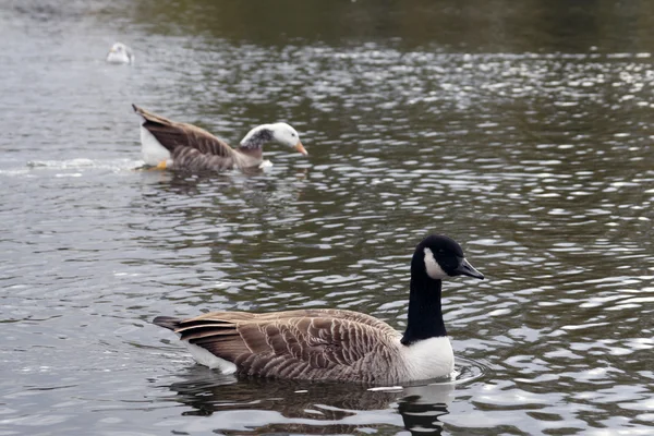 Différentes espèces d'oiseaux au lac Hyde Park, Londres — Photo