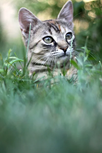 Jonge kat in het gras — Stockfoto