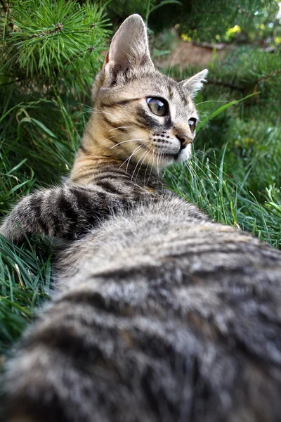 Ung katt i gräset — Stockfoto