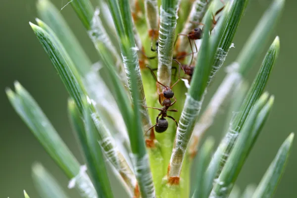 Ants on the pine — Stock Photo, Image