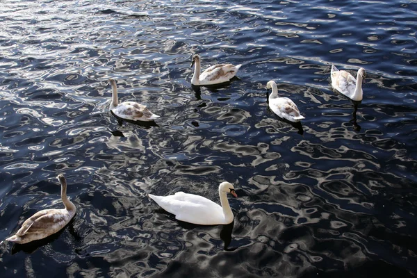 Cisnes na costa do lago — Fotografia de Stock
