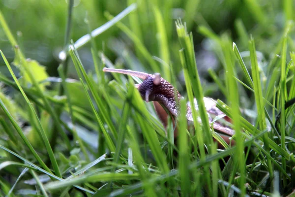 Schnecke auf Gras — Stockfoto