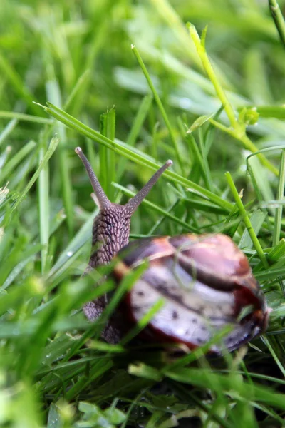 잔디에 달팽이 — 스톡 사진