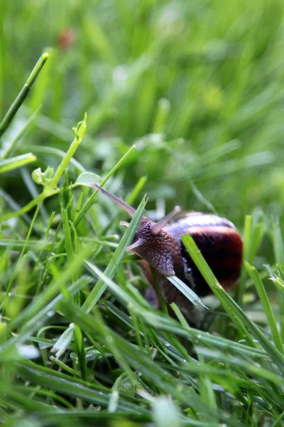 Schnecke auf Gras — Stockfoto