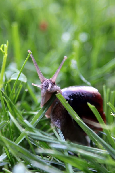 草上のカタツムリ — ストック写真