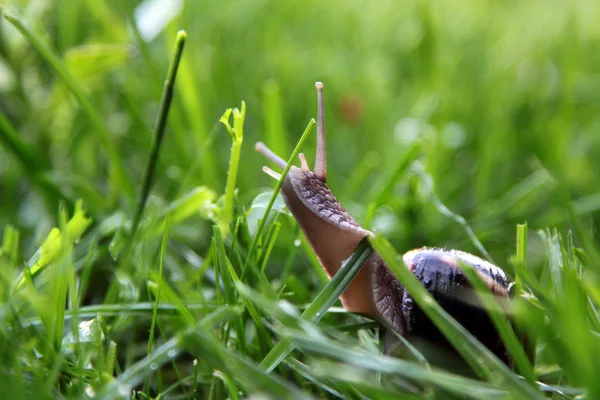 잔디에 달팽이 — 스톡 사진