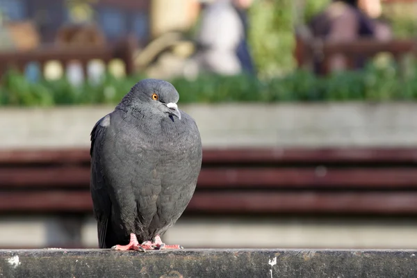 Pigeon in the City — Stock Photo, Image