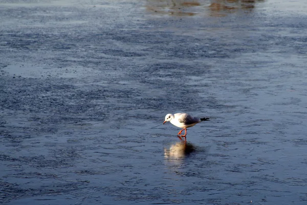 在冰上的小海鸥 — 图库照片