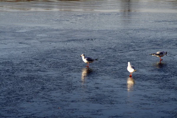 Pequena gaivota no gelo — Fotografia de Stock