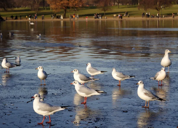 Little gull on ice — Stock Photo, Image