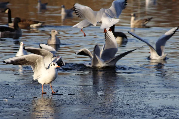 在结冰的湖面上鸟 — 图库照片