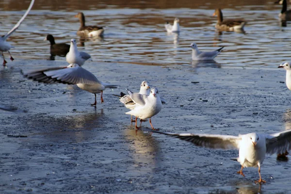 Aves en un lago congelado —  Fotos de Stock