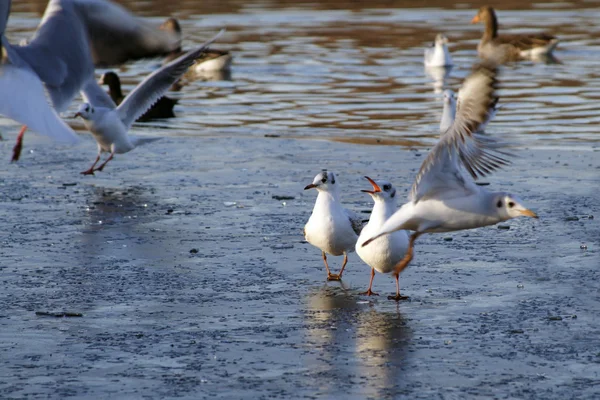 Vögel auf einem zugefrorenen See — Stockfoto