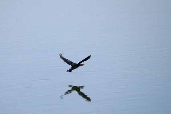 Corvo-marinho (phalacrocorax carbo) voando — Fotografia de Stock