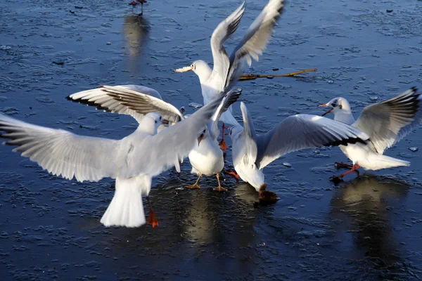 Gulls on ice — Stock Photo, Image