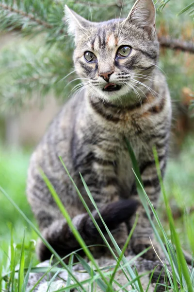 Jovem gato na grama — Fotografia de Stock