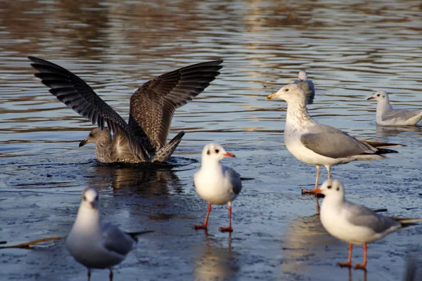 Uccelli su un lago ghiacciato — Foto Stock