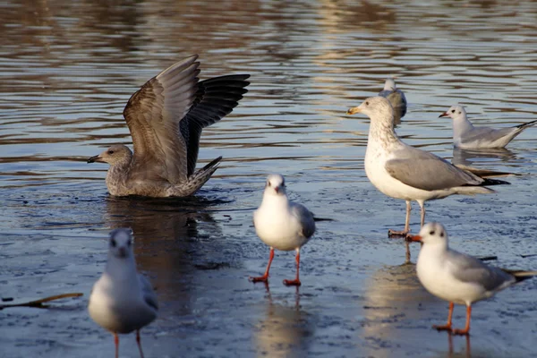 Pássaros em um lago congelado — Fotografia de Stock