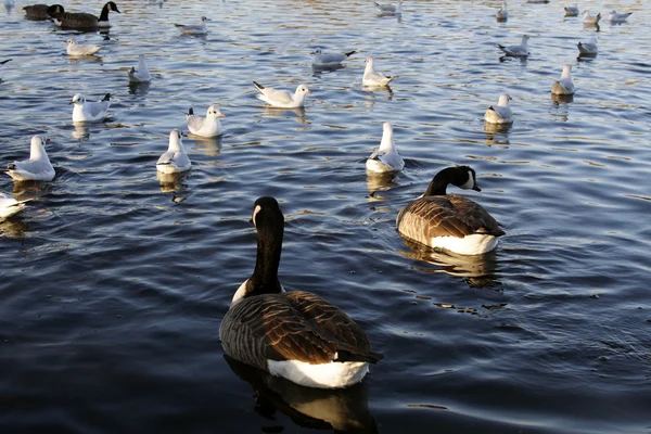 Uccelli sul lago — Foto Stock