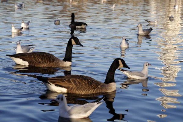 stock image Birds on lake