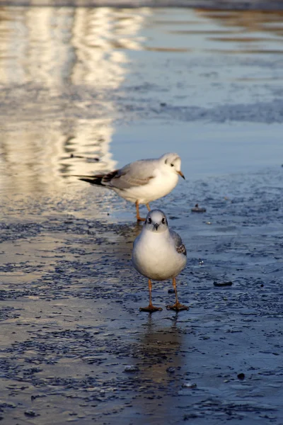 Little gull on ice — Stock Photo, Image