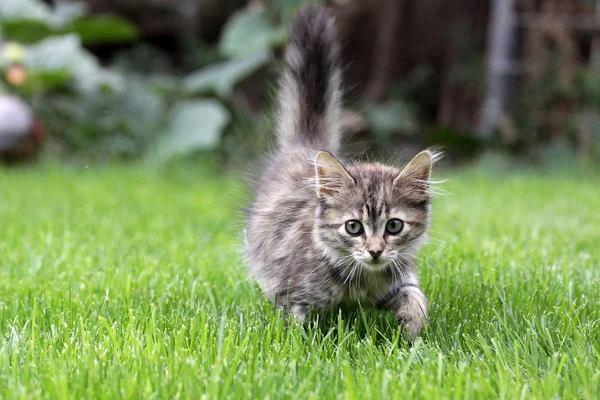 Mladá kočka v trávě — Stock fotografie