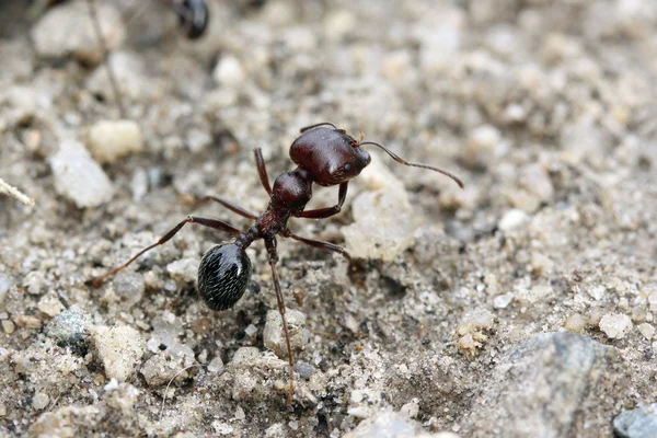 Formigas na floresta — Fotografia de Stock
