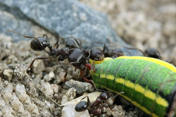Ants in the forest — Stock Photo, Image