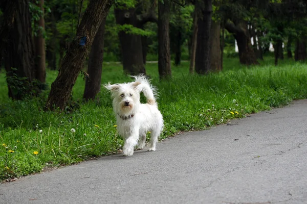 Kis kutyát a parkban — Stock Fotó